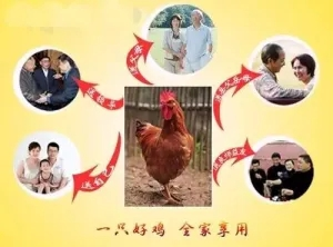 【每周優(yōu)品】綠色生態(tài)，天然散養(yǎng)——廣西崇左市江州區(qū)茘禾源生態(tài)雞
