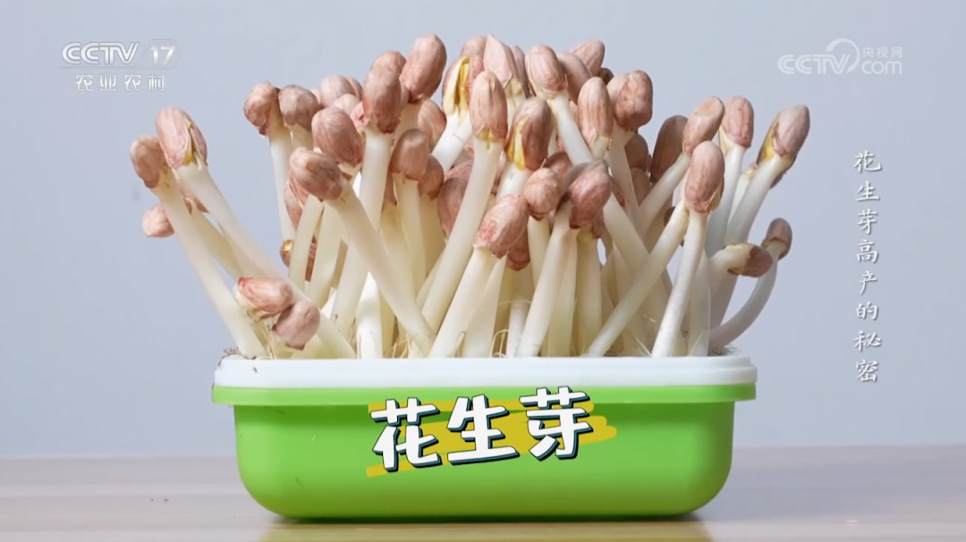 【綠色好心情】不聞不問(wèn)不管，這不就是我的夢(mèng)中情苗？