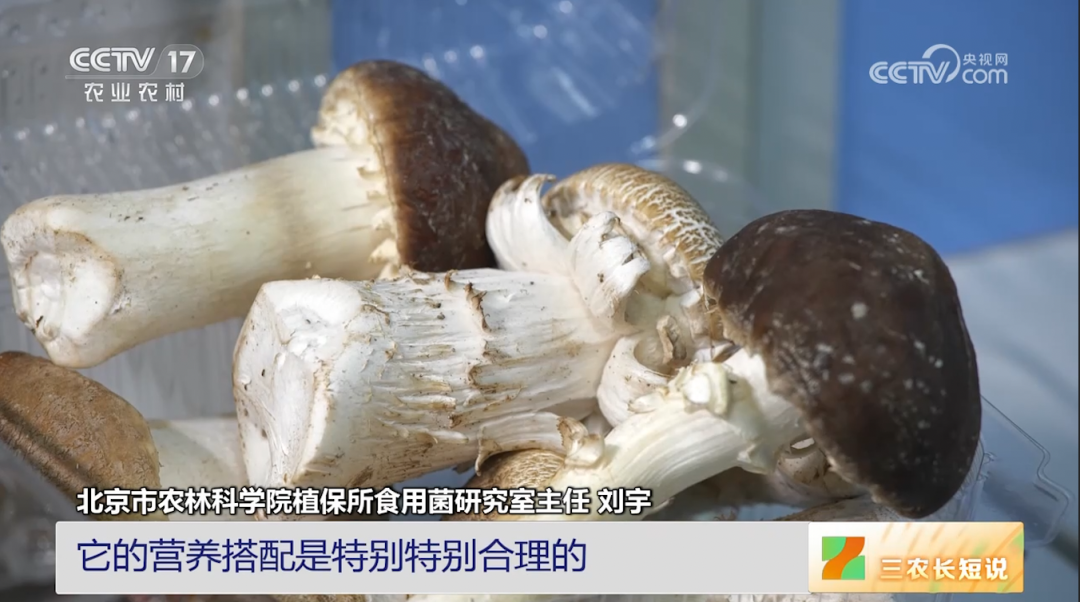 【綠色好心情】蘑菇的鮮味是從哪里來的？